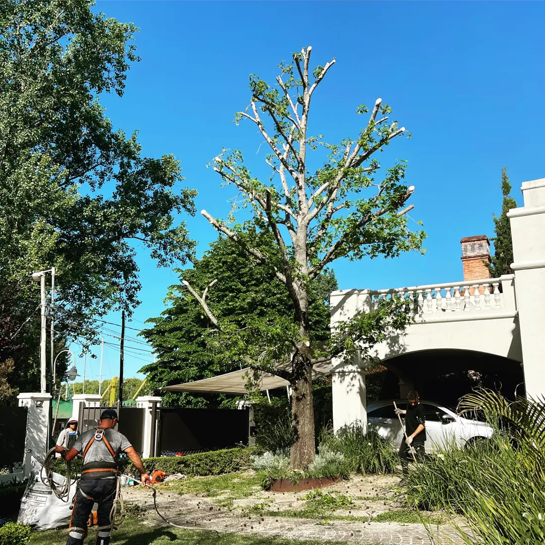 Intervención de poda en árbol de gran porte en jardín residencial