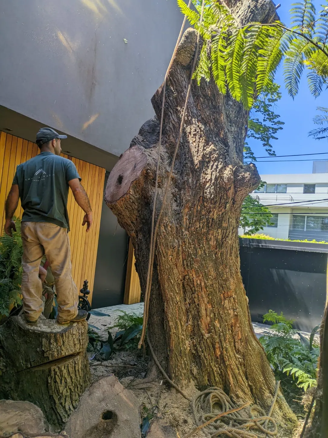 Intervención sobre tronco de árbol de gran porte