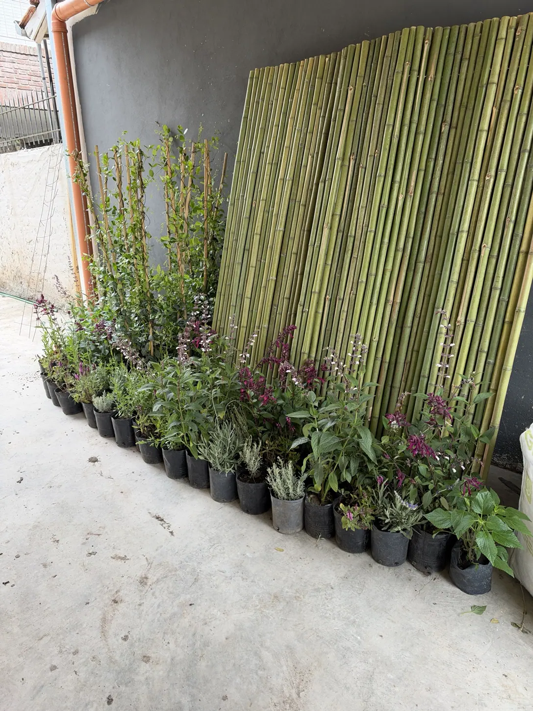 Selección de plantas y salvias para nuevo jardín
