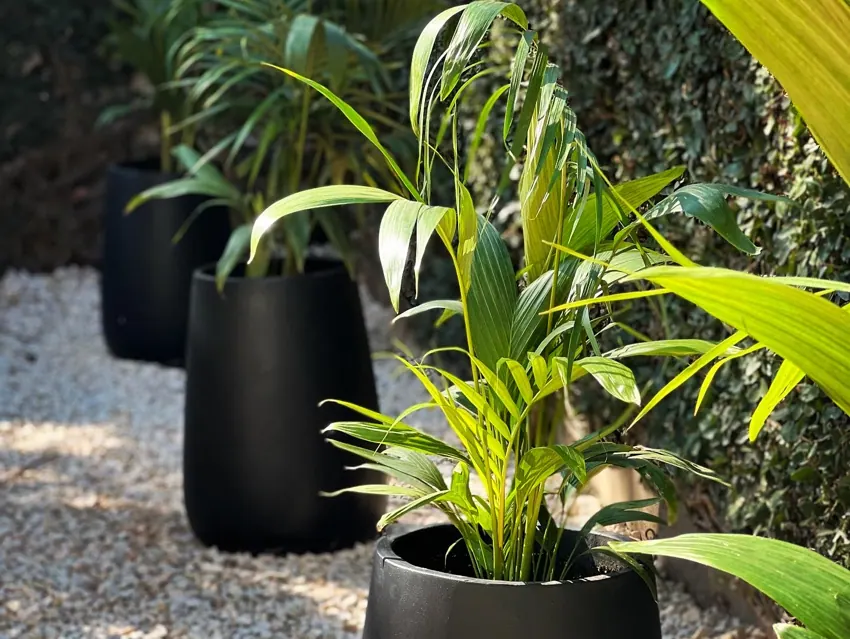 Composición tropical