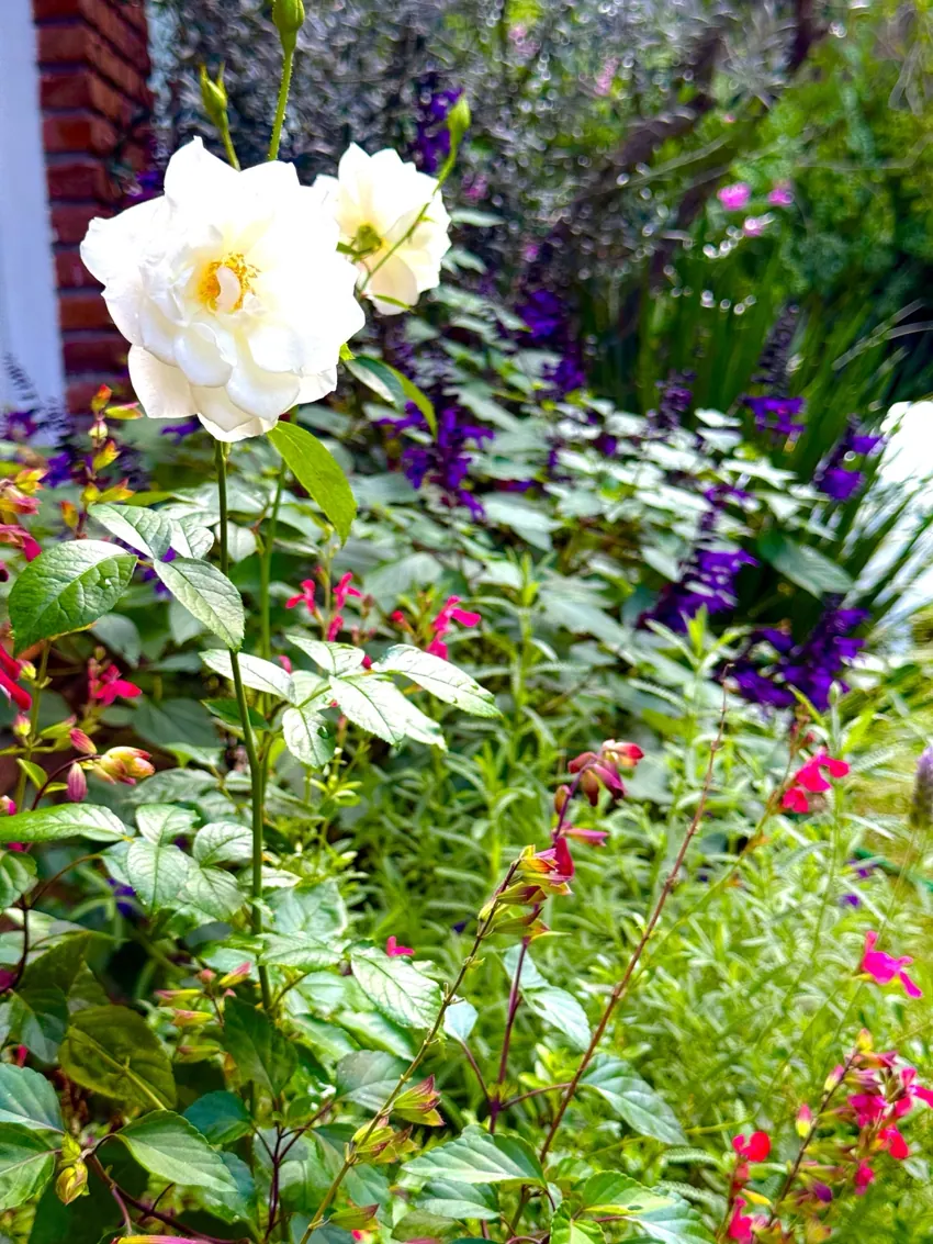 Detalle botánico